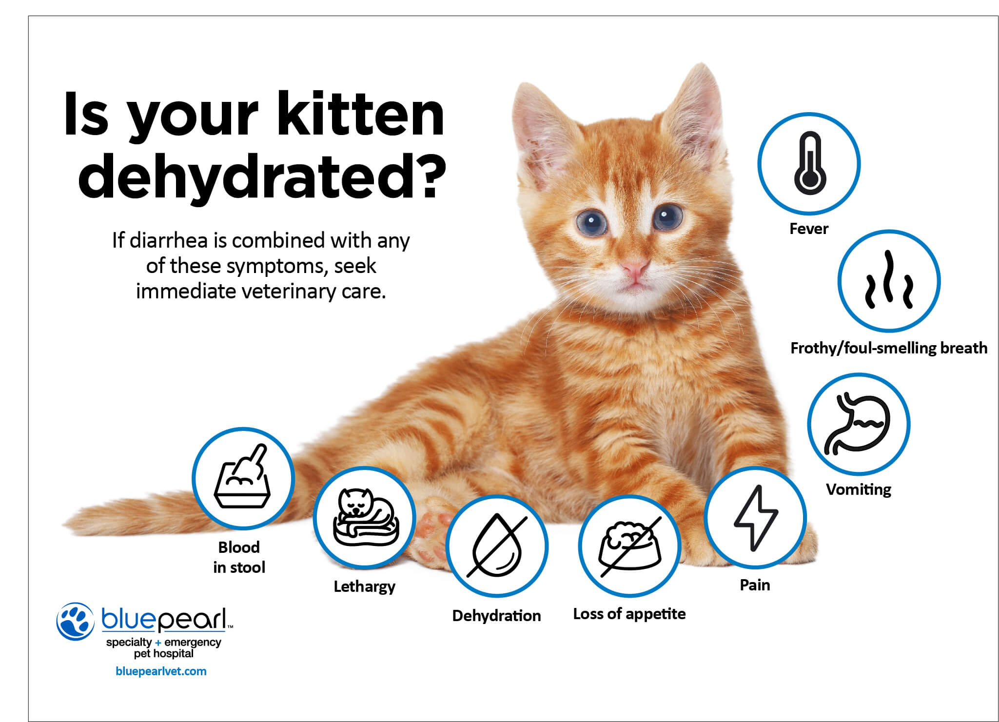Vomiting and diarrhoea in cats symptoms, causes and actions Animal